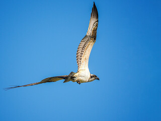 seagull in flight