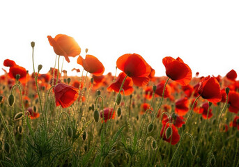 Vibrant red poppy field at sunrise, golden light, fresh buds