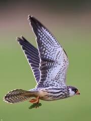 common buzzard in flight