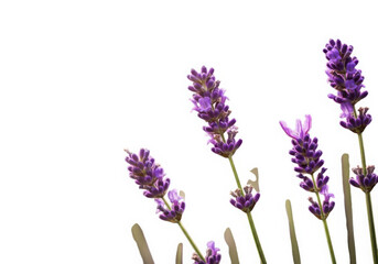 Vibrant purple lavender flowers isolated on a pure white background