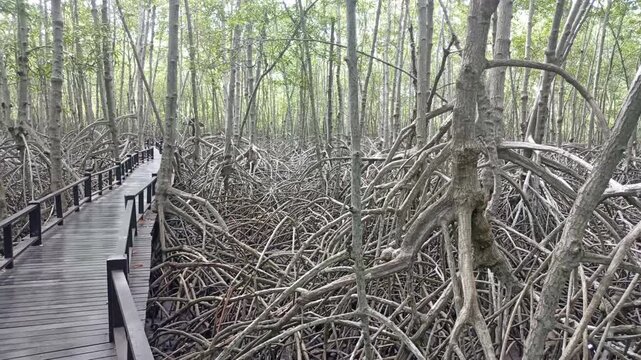 wooden pathway walkway in mangrove tree forest in Thailand