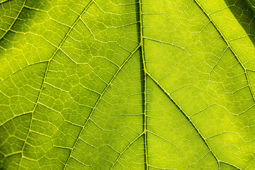Close-up macro green leaf texture,Green leaf texture reflecting sunlight close up macr,green macro leaf,Green leaves background. Leaf texture,background texture green leaf structure macro photography.