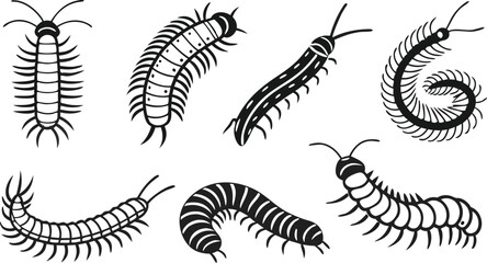 Detailed millipede insect collection showing multiple poses, creating a natural history study and nature exploration for scientific illustration