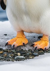Penguins Feet on Ice - A Close-Up of Natures Grip.