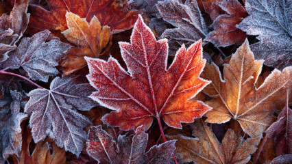 A beautiful flat lay of vibrant autumn maple leaves, richly adorned with sparkling frost, capturing the crisp transition from fall to early winter