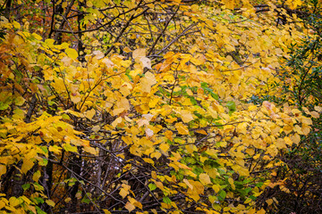 Close up of vibrant yellow, gold and green leaves in full autumn colours in Wiltshire, UK