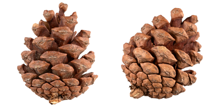 set of pine cones isolated on transparent background,christmas decoration isolated on white,xmas brown pine cones ornament,christmas ornament isolated,christmas nut - Powered by Adobe
