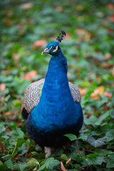 Obraz premium Łazienki Królewskie, Warszawa, Polska