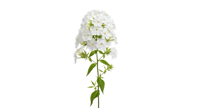 White phlox flower cluster studio shot botanical purity elegance