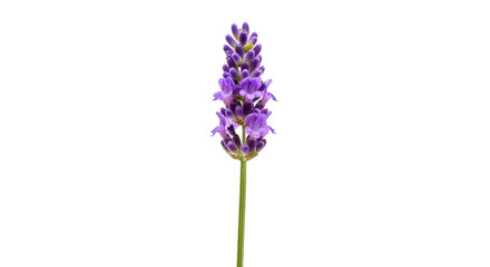 Fototapeta premium Fragrant lavender flower delicate bloom with stem against black backdrop