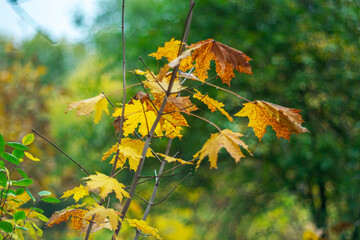 Young maple leaves on a blurred background.