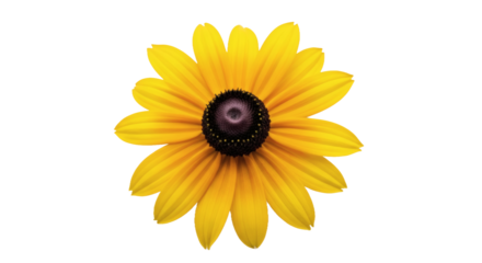 Radiant yellow black eyed susan flower bloom isolated digital creation