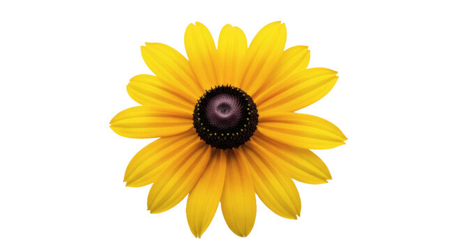 Radiant yellow black eyed susan flower bloom isolated digital creation