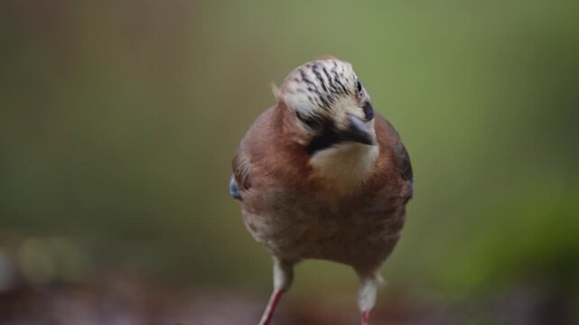 Eurasian jay perched on forest branch in soft focus, neutral background