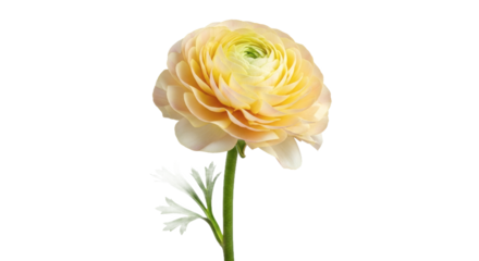 Elegant ranunculus flower with soft yellow petals and green stem