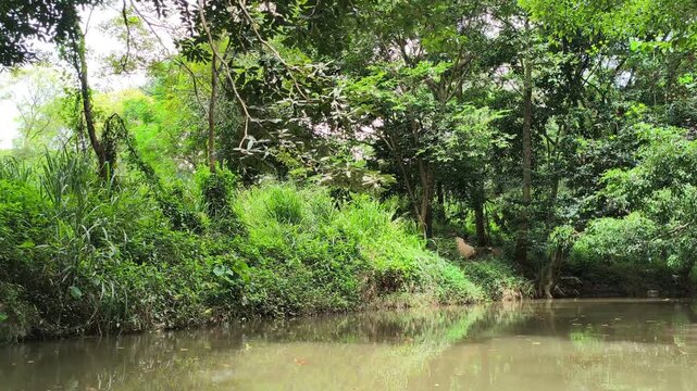 traveling sailing on river lake in tropical forest jungle