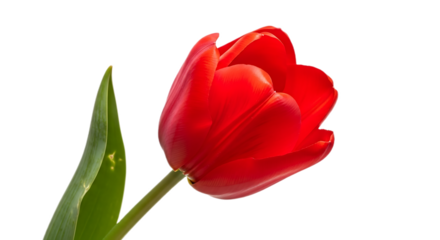 A single red tulip flower with a green stem and leaf against a black background in close up view
