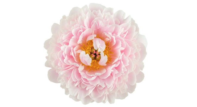 Soft light pink peony flower with bright yellow center isolated