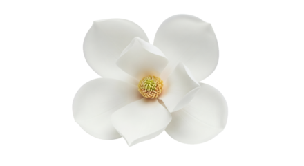 Elegant white magnolia flower with four petals detailed studio shot