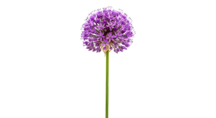 Eye catching violet allium flower with green stem centered image