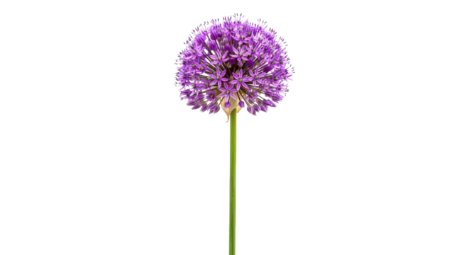 Eye catching violet allium flower with green stem centered image