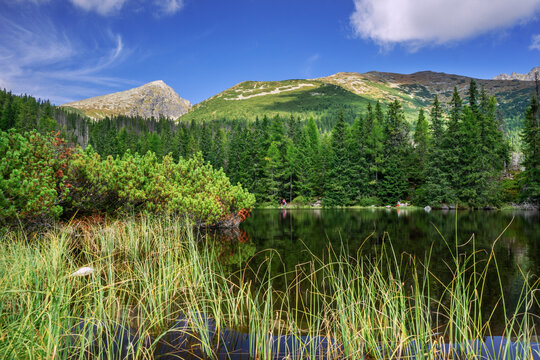 View of a serene lake reflecting the majestic, tree-lined mountains under a vast blue sky dotted with fluffy clouds, Jamske pleso tarn, Presovsky kraj, Slovakia.
