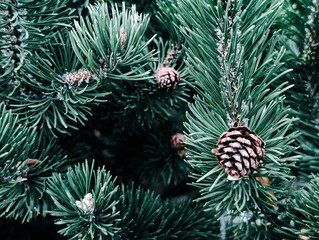 dark green pine tree branches with cones texture background close up