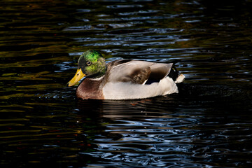 mallard duck in the sunshine swimming in the river