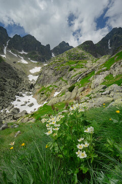 View of jagged peaks rise above a valley dotted with snow patches and vibrant wildflowers, with a ground-level perspective, Vysoke Tatry, Presov Region, Slovakia.