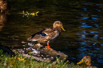 Fototapeta premium duck standing on a log in the river looking down at the water