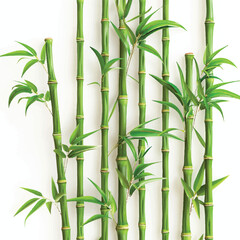 Realistic bamboo stalks, white background.