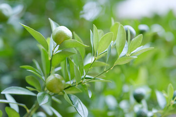 Green tangerines among the green leaves