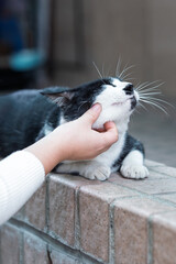 A black and white cat enjoying being petted