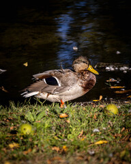 mallard duck on the water resting