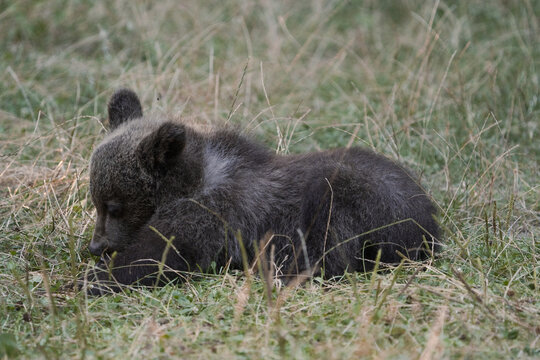 View of a cute bear cub rests peacefully amidst the tall, sun-kissed grasses, its soft fur blending with the earth tones, a moment of serene wildlife, Bucharest, Bucharest, Romania.