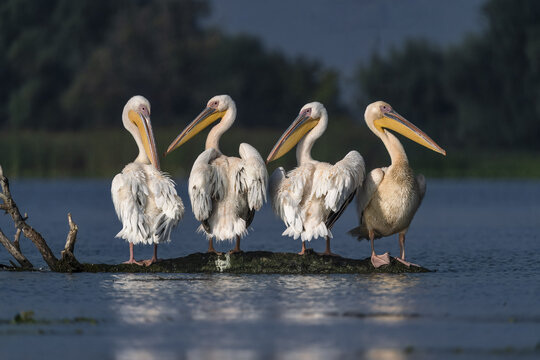 View of a quartet of great white pelicans perched together on a mossy branch in the tranquil waters of the Danube Delta, Bucharest, Bucharest, Romania.