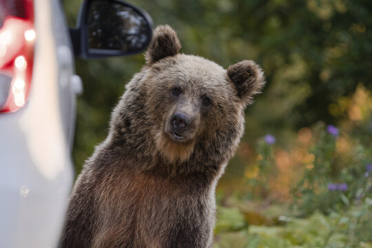 View of a brown bear with curious eyes peers from behind a white car, its fur blending with the green foliage, Bucharest, Bucharest, Romania.
