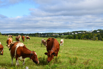 Naklejka premium A farm in summer, Saint-Marcel, Québec, Canada