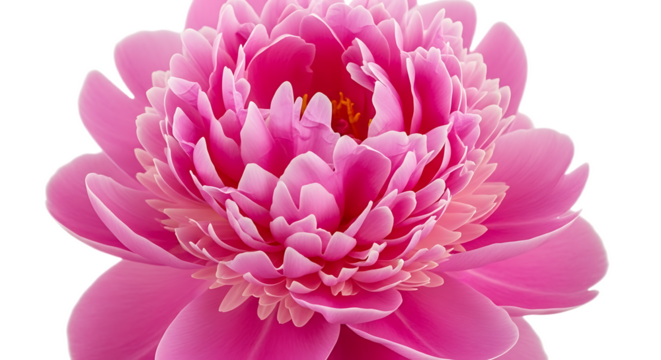 Close up of a vibrant pink peony flower in full bloom with delicate petals and a soft background