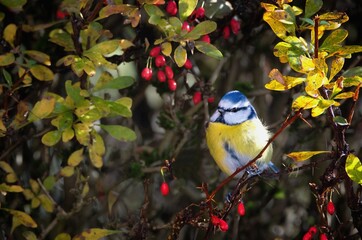 Fototapete bei efototapeten.de bestellen   
