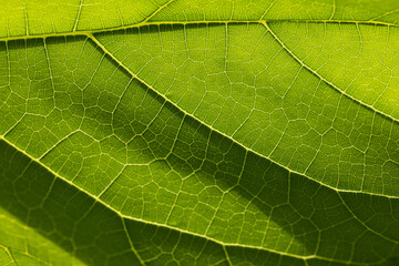 Close-up macro green leaf texture,Green leaf texture reflecting sunlight close up macr,green macro leaf,Green leaves background. Leaf texture,background texture green leaf structure macro photography.
