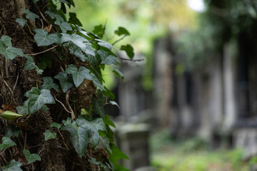 Bluszcz na drzewie na starym cmentarzu © Magdalena