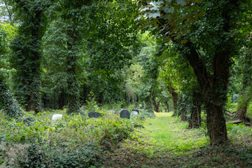Zabytkowy cmentarz żydowski na południu Polski © Magdalena