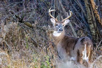 Whitetail buck deer (odocoileus virginianus) standing in thick brush looking back during fall rut in Wisconsin