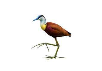 Fototapeta premium jacana with transparent PNG background