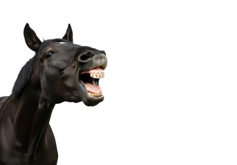 A black horse, head tilted, mouth wide open with humorous, laughing expression, teeth and tongue, high-key studio on transparent background, copy space, lighthearted humor concept