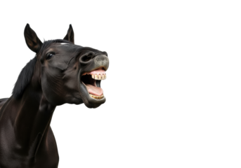 A black horse, head tilted, mouth wide open with humorous, laughing expression, teeth and tongue, high-key studio on transparent background, copy space, lighthearted humor concept
