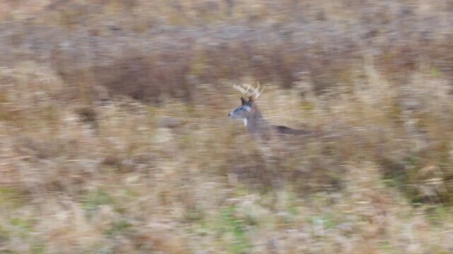 Whitetail buck deer (odocoileus virginianus) running in tall weeds during fall rut in Wisconsin
