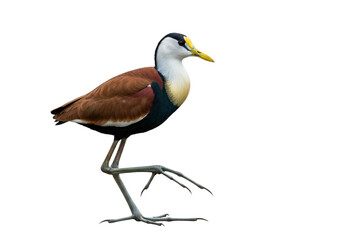 Obraz premium jacana with transparent PNG background