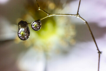 Flower reflection in water droplets on a plant stem